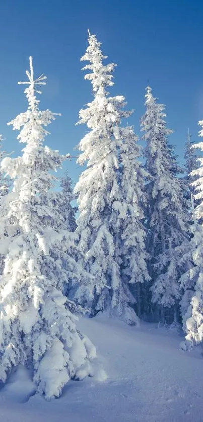 Snow-covered forest under a blue sky.