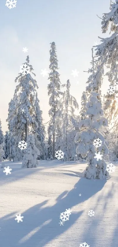 Sunlit snowy forest with tall pine trees on a clear winter day.