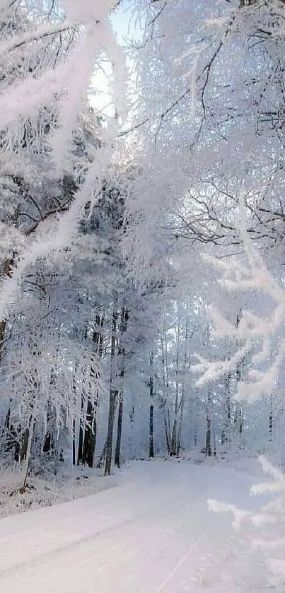 Serene snowy forest with icy branches and a peaceful, winter path for mobile wallpaper.