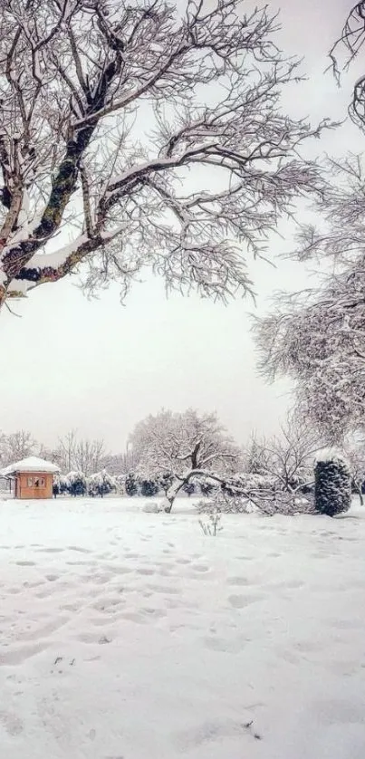 A serene winter landscape with snow-covered trees and frosty surroundings.