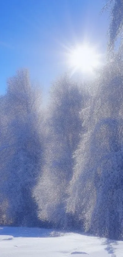 Snowy trees under a bright sun in winter landscape.
