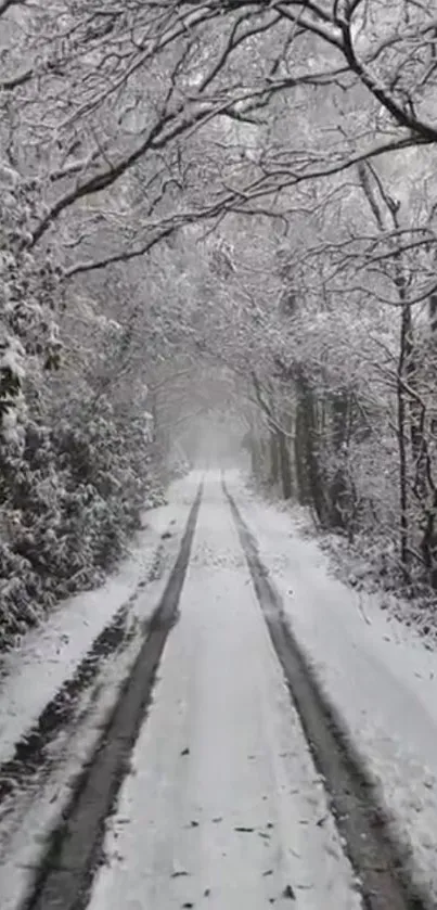 Snowy path through a quiet winter forest.