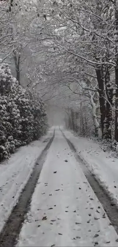 Snow-covered path through a winter forest.