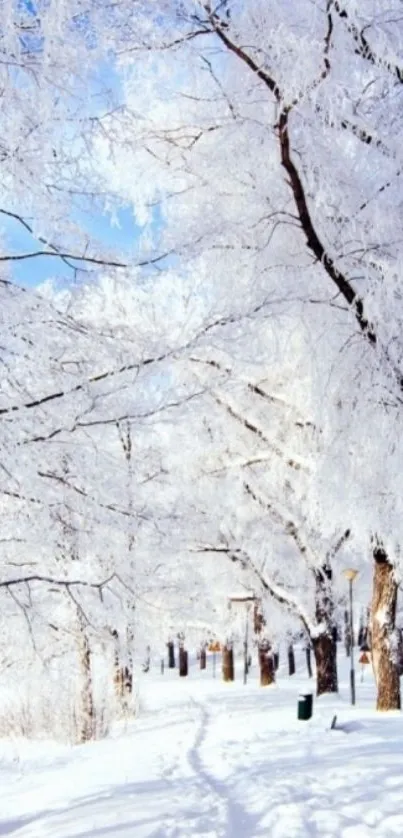 Winter path lined with frosty trees and a blue sky.