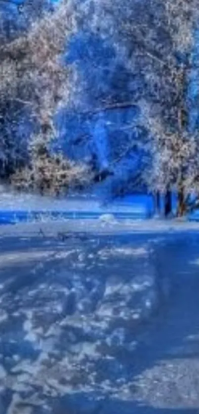 Snow-covered path through frosty woodland with serene blue sky.