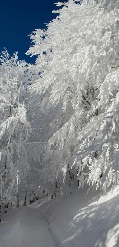 Snowy trees under a blue sky, creating a winter wonderland scene.