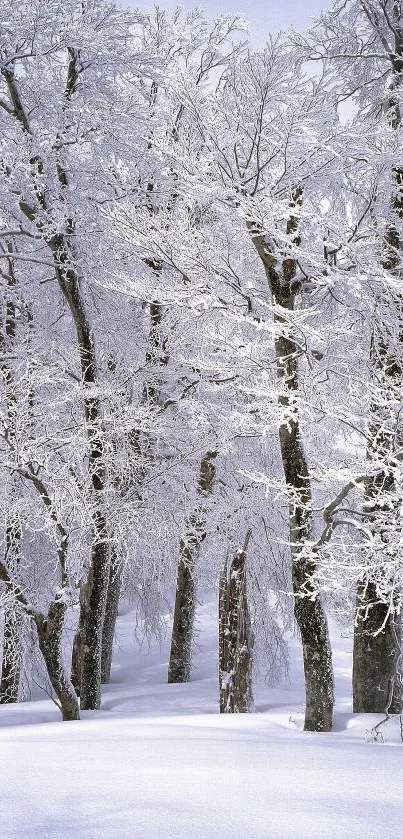 Snow-covered trees in a winter forest.