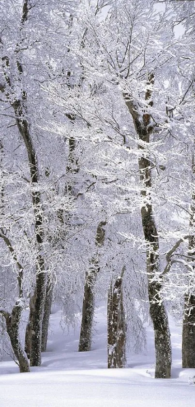 Snow-covered trees in a winter forest scene.