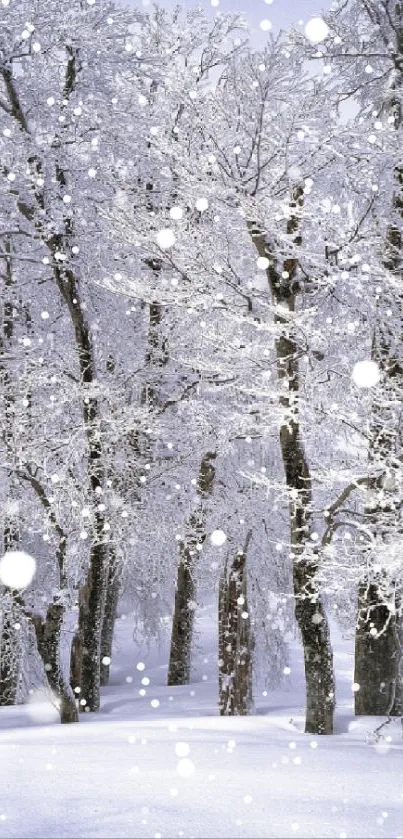 Snow-covered trees in a serene winter landscape.