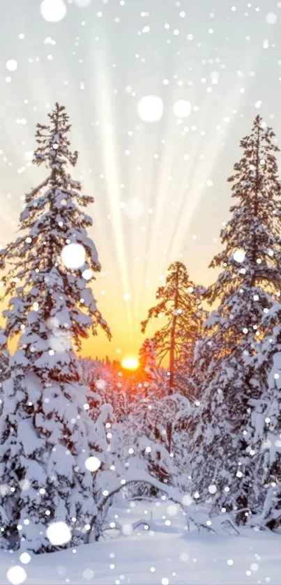 Snowy forest with sunset rays creating a winter wonderland atmosphere.