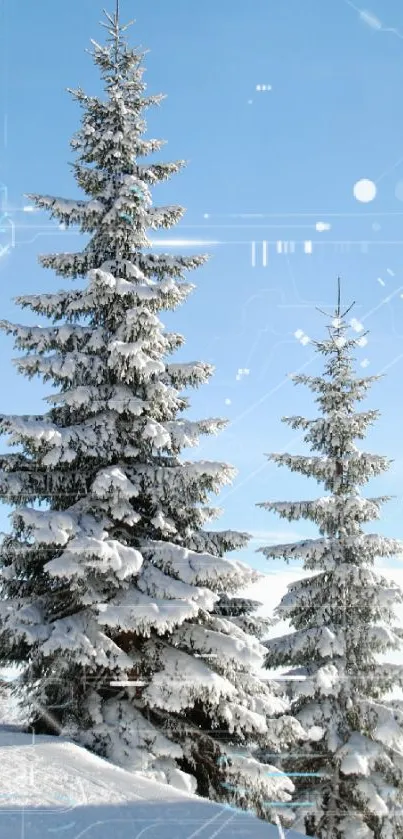 Snowy trees with digital overlays on a clear winter day.