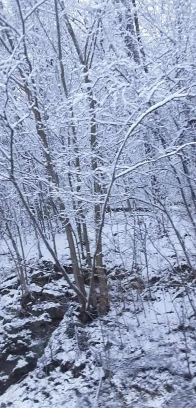 Snow-covered trees in a winter forest scene.