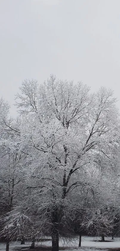 Snow-covered trees under a gray winter sky, creating a tranquil scenery.