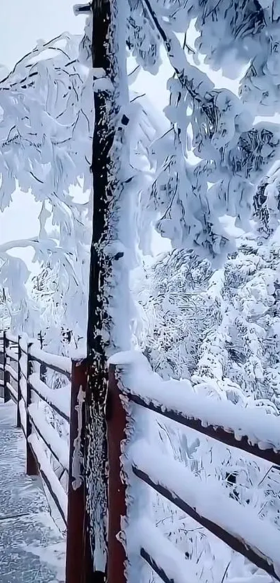 Snow-covered walkway with frosty trees and a serene winter landscape.