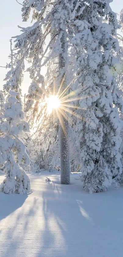 Snowy forest with sunlight streaming through trees on a winter day.