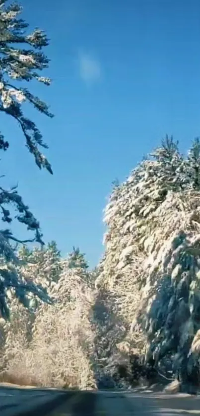 Snowy trees with a clear blue sky in winter landscape wallpaper.