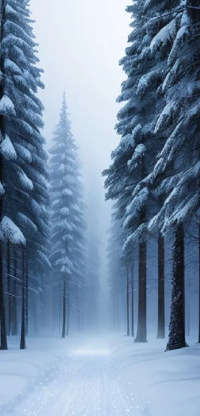 Snowy forest path with tall pine trees and a misty, tranquil atmosphere.