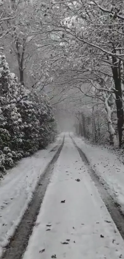 Snow-covered trail through bare winter trees lining the path in serene landscape.