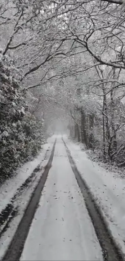 A snow-covered forest path in winter with frosted trees overhead.