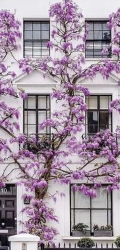 Purple wisteria climbing the facade of a white house.