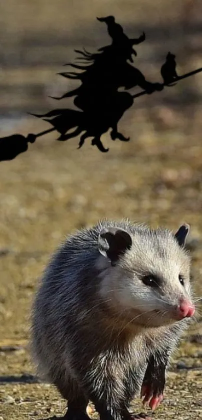 A possum on a path with a witch silhouette flying overhead.