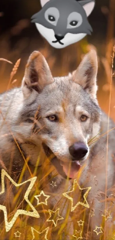 Majestic wolf in golden grasses with star doodles and an animated wolf face.