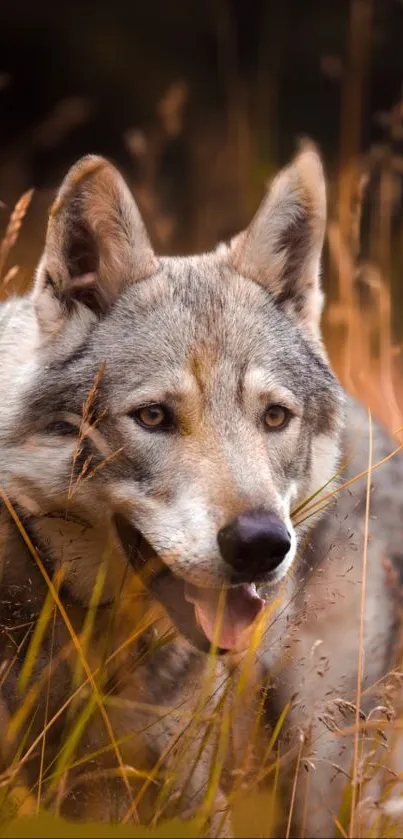 Wolf hidden in golden autumn grass showcasing natural beauty.