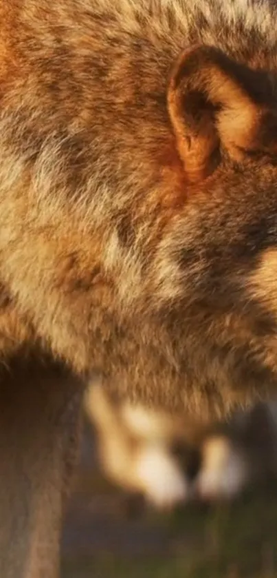 Close-up of a wolf in warm autumn light, showcasing its fur detail.