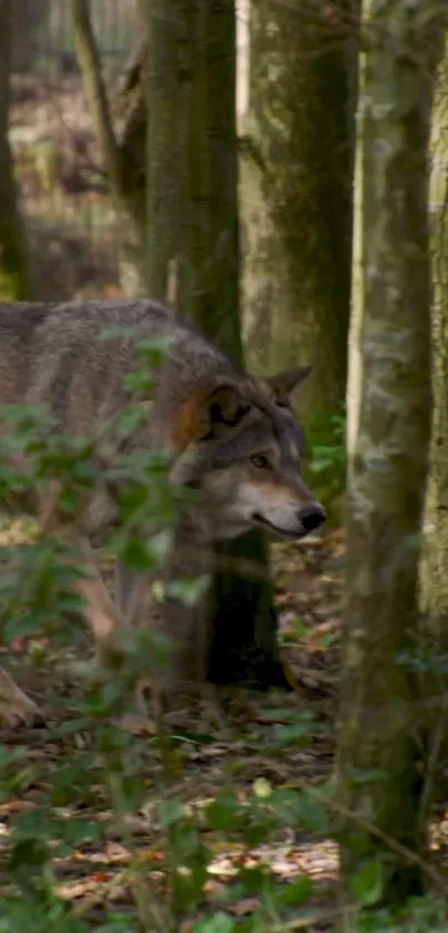 Wolf walking in a green forest scene, surrounded by trees.