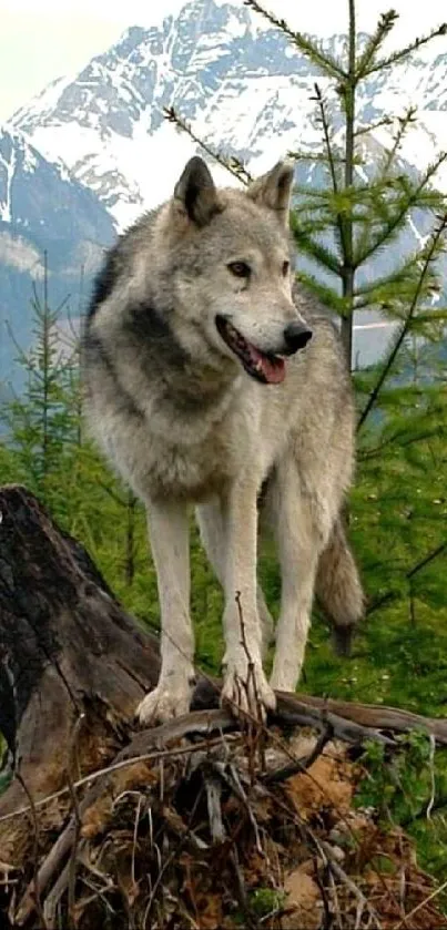 Wolf standing on log with mountains and forest background.