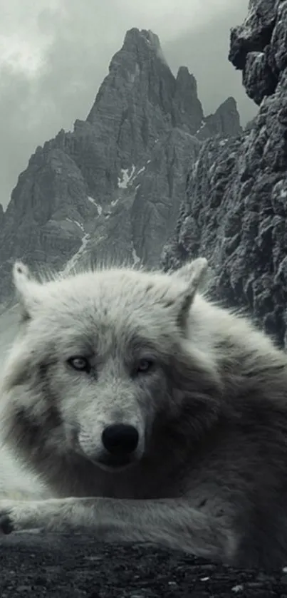 Majestic wolf resting in rugged mountain landscape wallpaper.