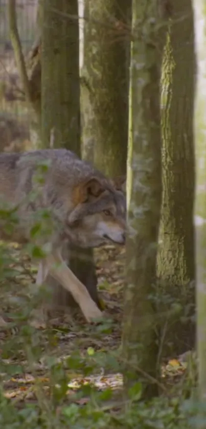 Wolf walking through a tranquil, forested area.