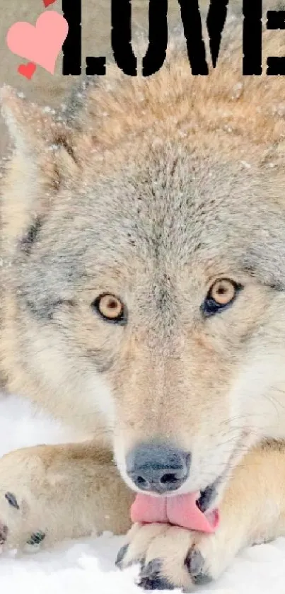 Majestic wolf resting in snow with love text on winter wallpaper.