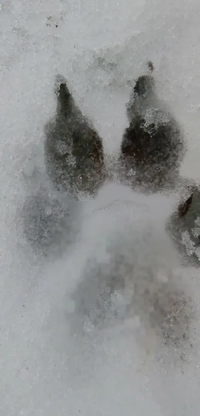 Wolf paw print on snowy background, showcasing nature's beauty.