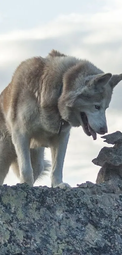 Majestic wolf stands on a large rock under a clear blue sky with scattered clouds.