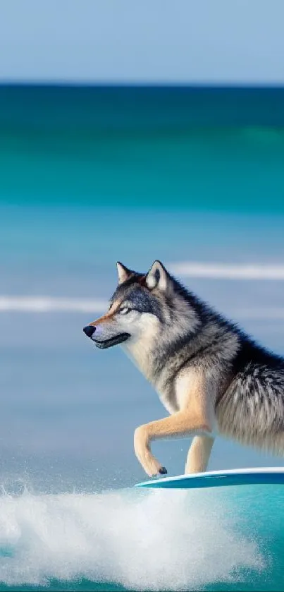 Wolf surfing on ocean wave in vibrant cyan blue wallpaper.