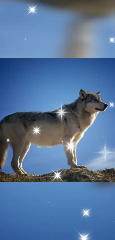 Majestic wolf standing under a starry blue sky, perfect for wallpaper.