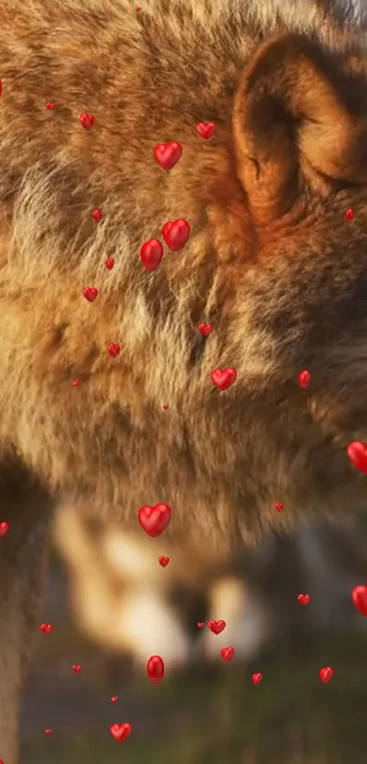 Majestic wolf with red heart accents on a natural background.