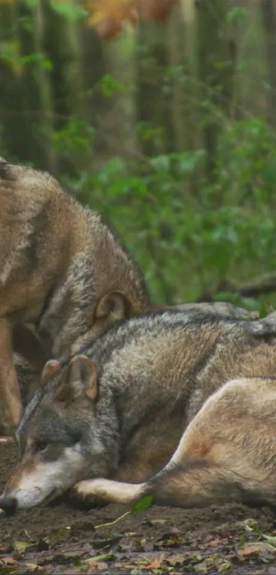 Two wolves resting peacefully in a lush green forest setting.