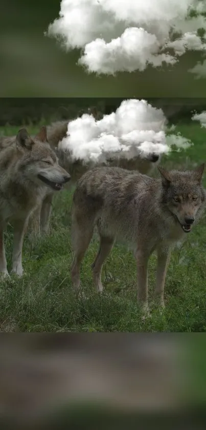 Wolves against a cloudy backdrop in nature.