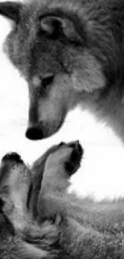 Monochrome wallpaper featuring two wolves interacting.