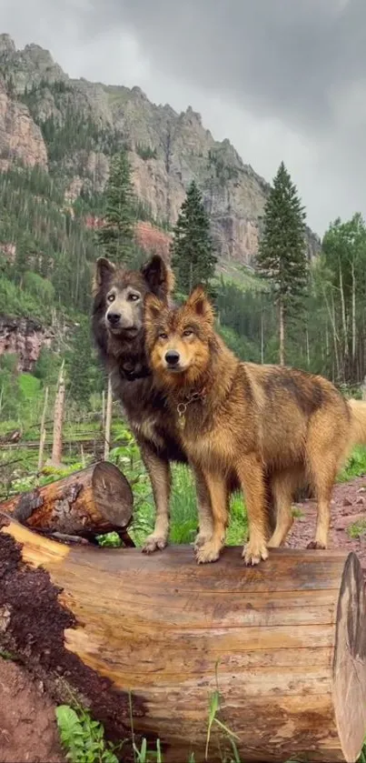 Two wolves standing on a log in a lush mountain forest.