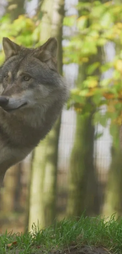 Two wolves standing in a green forest.