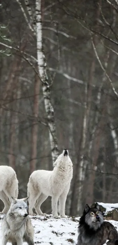 Wolves standing in a snowy forest with trees in the background.