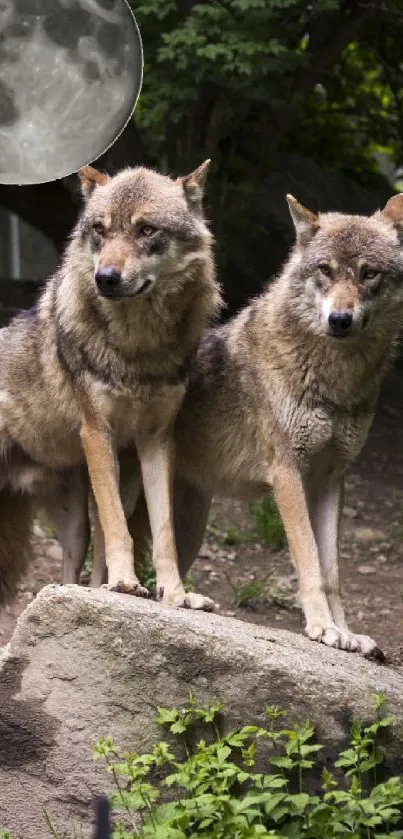 Two wolves standing beneath a full moon.