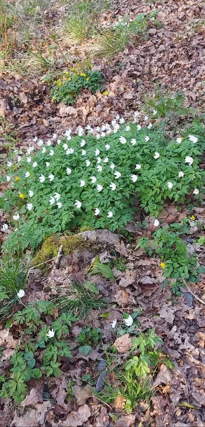 Woodland floor with white flowers and leaves creating a serene mobile wallpaper.