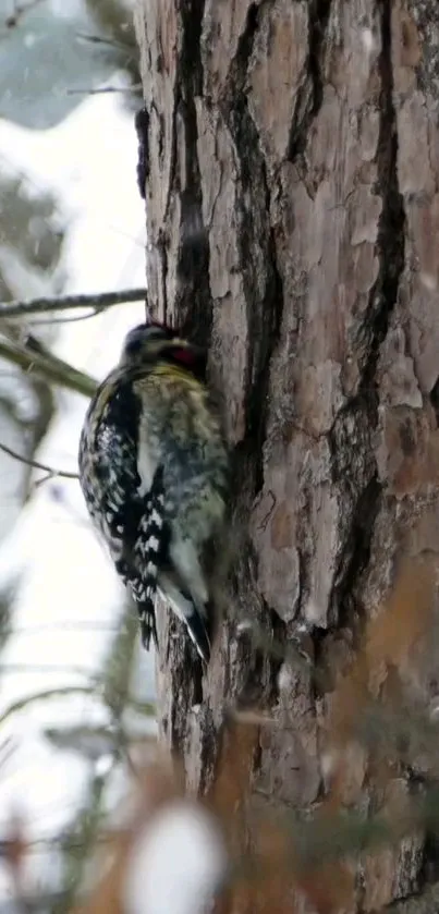 Woodpecker perched on a pine tree trunk in a forest setting.