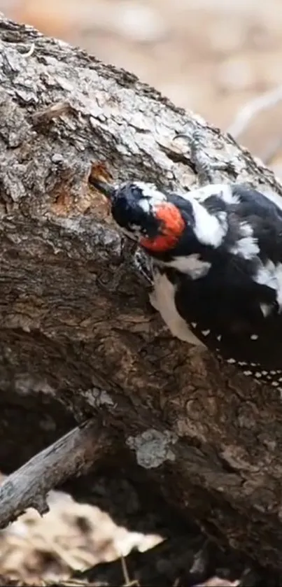 Woodpecker on tree trunk in nature.