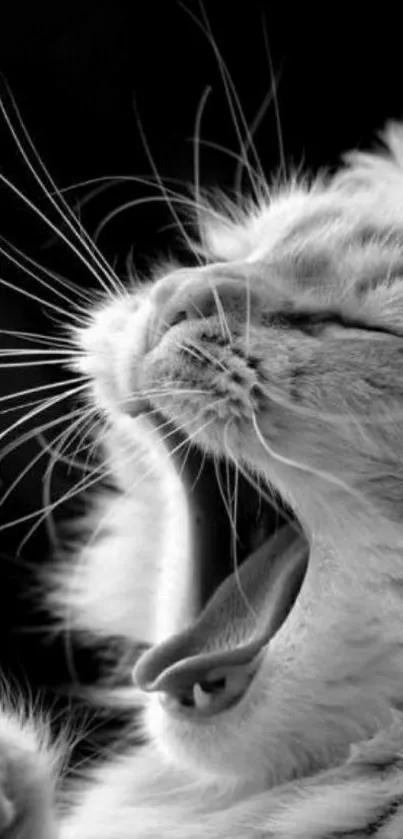 Black and white wallpaper of a yawning cat.