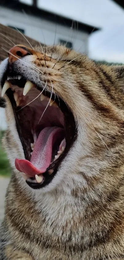 Close-up of a yawning tabby cat outdoors.